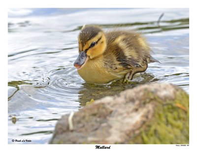 20150522 480 Mallard.jpg