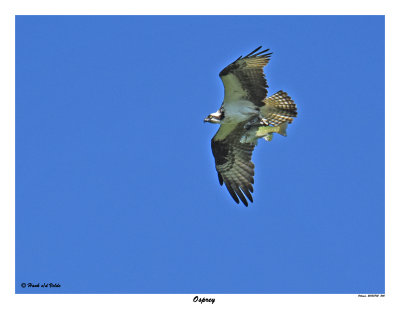 20150702 240 Osprey.jpg