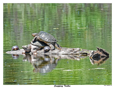 20150702 763 SERIES - Snapping Turtles.jpg