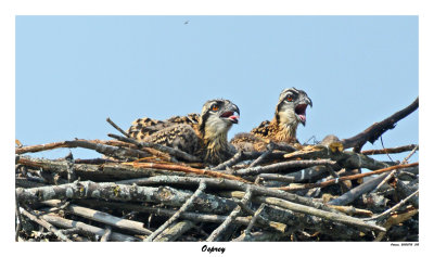 20150713 312, SERIES - Osprey.jpg