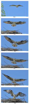 20150715 108 - 121 SERIES - Osprey.jpg