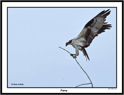 20150717-2 085 SERIES - Osprey.jpg