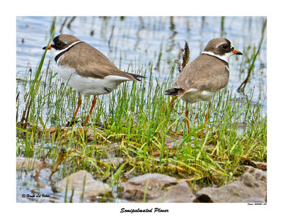 20150527 668 SERIES - Semipalmated Plovers.jpg