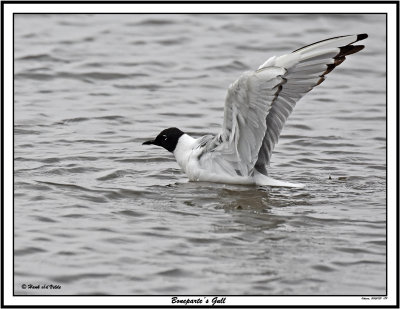 20150721 189 SERIES - Bonaparte's Gull.jpg