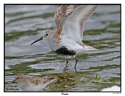 20150522 340 SERIES - Dunlin.jpg