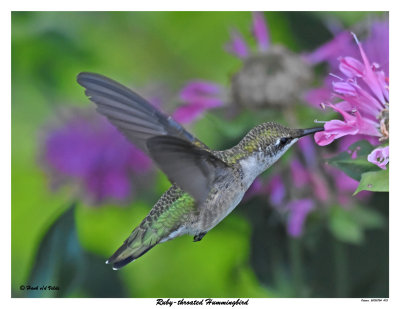 20150724 473 Ruby-throated Hummingbird.jpg