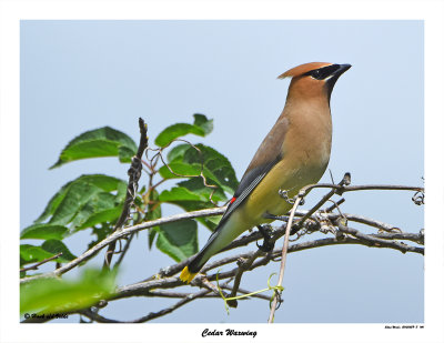 20150629-1 140 Cedar Waxwing.jpg
