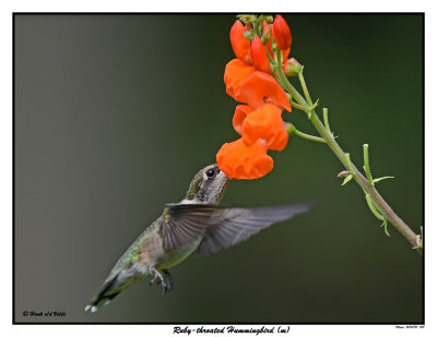 20150731 058 SERIES - Ruby-throated Hummingbird (m).jpg