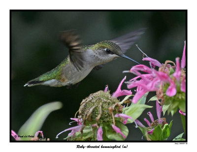20150731 155 SERIES - Ruby-throated hummingbird (m) xxx.jpg