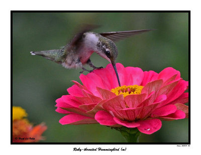 20150731 143 SERIES - Ruby-throated Hummingbird (m).jpg
