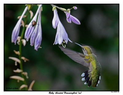 20150731 132 SERIES - Ruby-throated Hummingbird (m).jpg