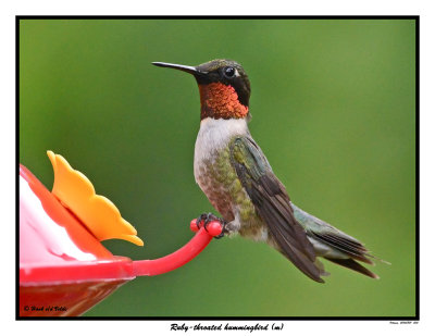 20150801 500 SERIES - Ruby-throated hummingbird (m).jpg