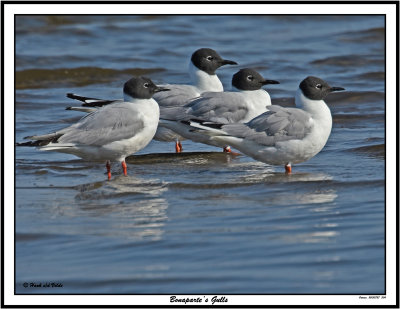 20150727 304 SERIES - Bonaparte's Gulls.jpg