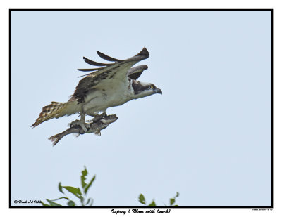 20150812-2 113 SERIES - Osprey (Mom with lunch).jpg