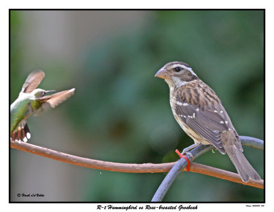 20150804 340 SERIES - R-t Hummingbird vs Rose-breasted Grosbeak.jpg