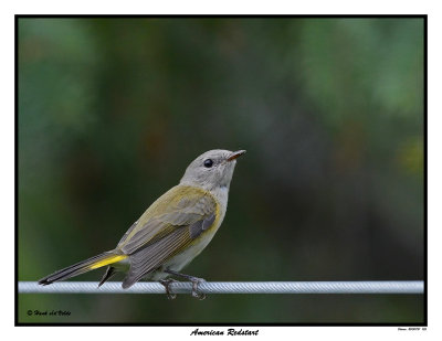 20150731 135 American Redstart.jpg