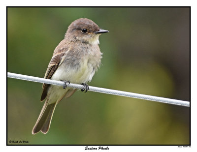 20150811 006 Eastern Phoebe.jpg