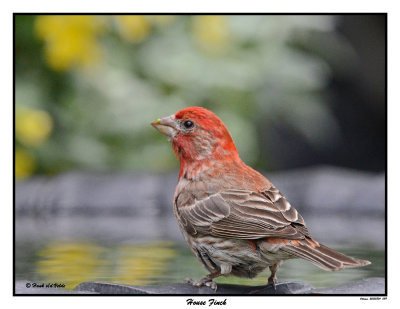 20150804 089 House Finch.jpg