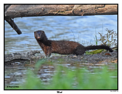 20150818 702 SERIES - Mink3.jpg