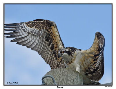 20150818 170 SERIES - Osprey.jpg
