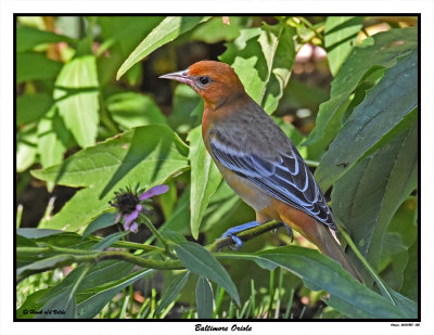 20150823 622 Baltimore Oriole.jpg