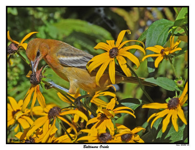 20150823 486 Baltimore Oriole2.jpg