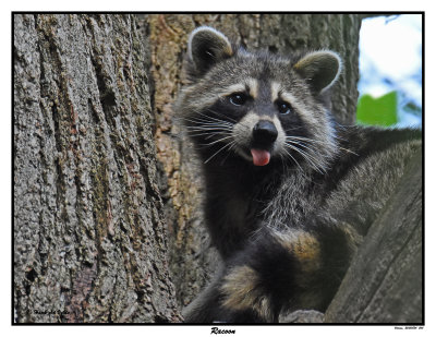 20150824 064 Racoon2.jpg