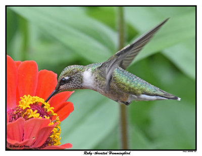 20150826 075 SERIES - Ruby-throated Hummingbird.jpg