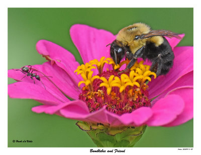 20150807-2 007 Bumblebee and Friend.jpg