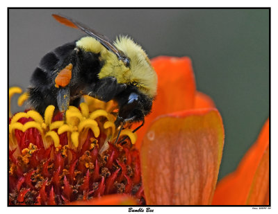20150907 004 Bumble Bee.jpg