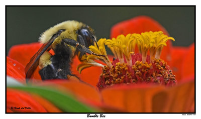 20150907 008 Bumble Bee.jpg