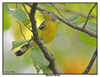 20150909 008 Magnolia Warbler.jpg