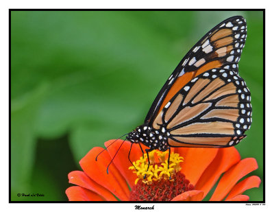 20150911-2 004 SERIES - Monarch.jpg