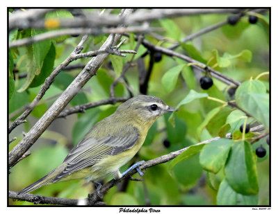 20150909 277 SERIES - Philadelphia Vireo.jpg