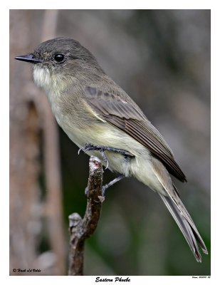20150910 128 Eastern Phoebe2.jpg