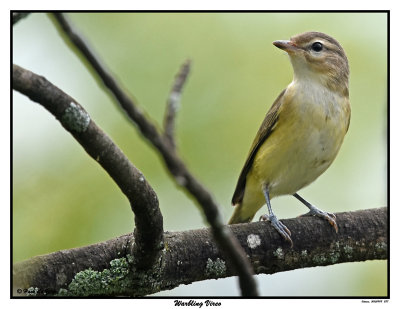 20150909 287 SERIES - Warbling Vireo.jpg