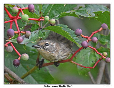 20150814 170 SERIES - Yellow-rumped Warbler (juv).jpg