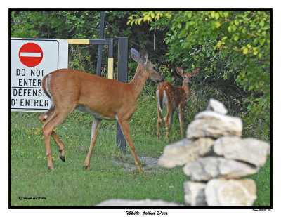 20150818 205 White-tailed Deer.jpg
