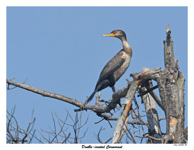 20150905 289 Double-crested Cormorant.jpg