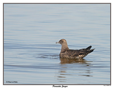 20150916 021 SERIES - Parasitic Jaeger.jpg