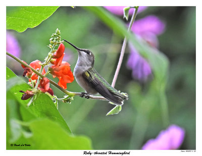 20150807-3 031 Ruby-throated Hummingbird.jpg