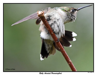 20150811 186 Ruby-throated Hummingbird.jpg