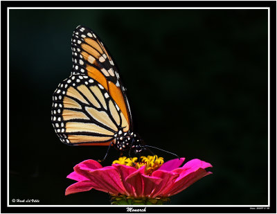 20150911-2 142 Monarch.jpg