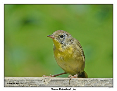 20150804 184 Common Yellowthroat (juv).jpg