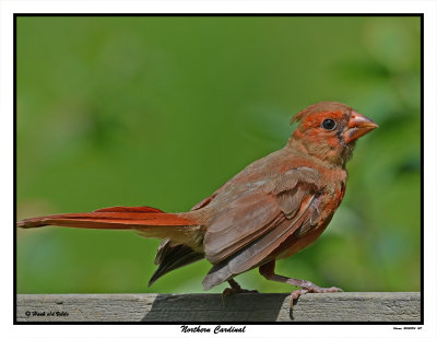 20150804 147 Northern Cardinal.jpg