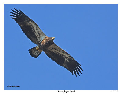 20150918 014 SERIES - Bald Eagle and Osprey (juv).jpg