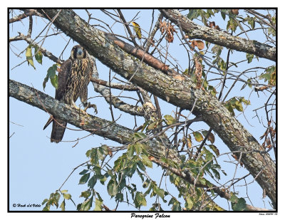 20150901 183 SERIES - Peregrine Falcon.jpg