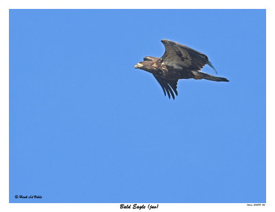 20150918 006 Bald Eagle juv.jpg