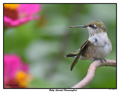 20150826 057 Ruby-throated Hummingbird.jpg