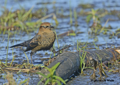 20120924 194 Rusty Blackbird xxx.jpg